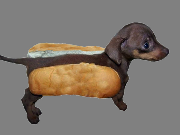 wiener dogs in hot dog buns