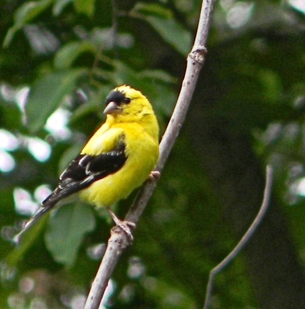 wild song birds of michigan wild song birds of michigan