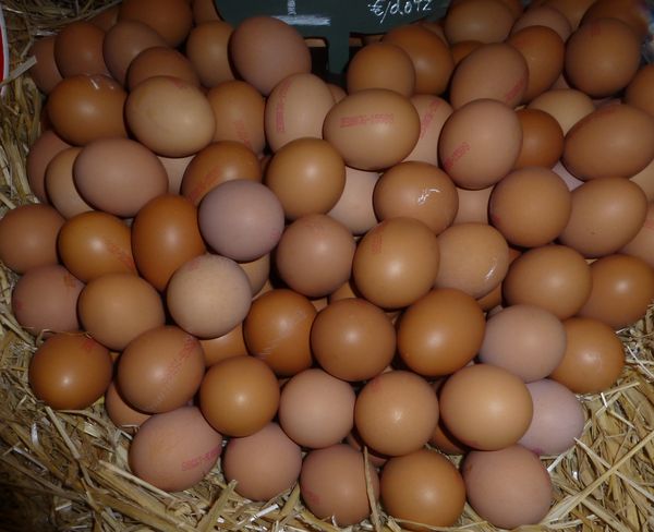 [Image: thumb-1381351945457-brown_eggs.jpg]