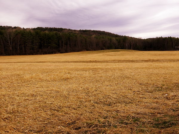 Image result for brown grass