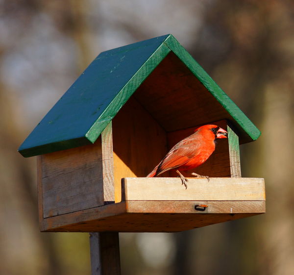 cardinal nest box images cardinal nest box images