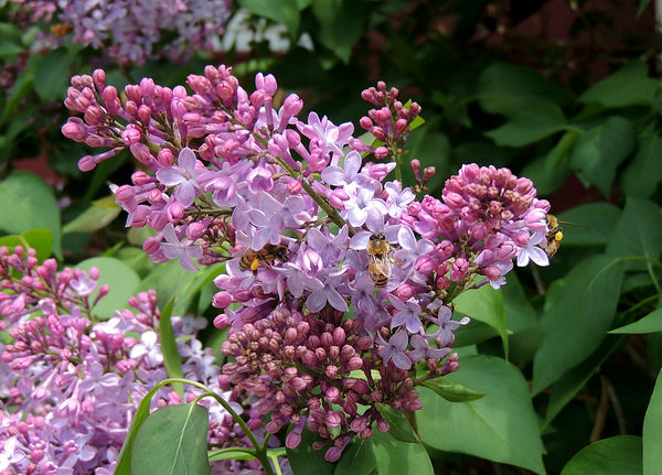 Lilacs And Bees My Lilacs Are In Full Bloom Now And The Bees Are Lovin