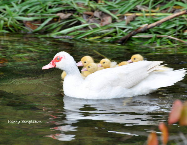 Muscovey Ducks And Flowers Muscovey Ducks And Flowers