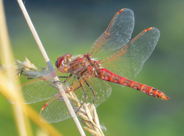 mating season for the dragonflies canon sx50 10 photo s mating season for the dragonflies canon sx50 10 photo s