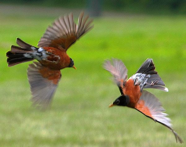 robins fighting for territorial mating rights robins fighting for territorial mating rights