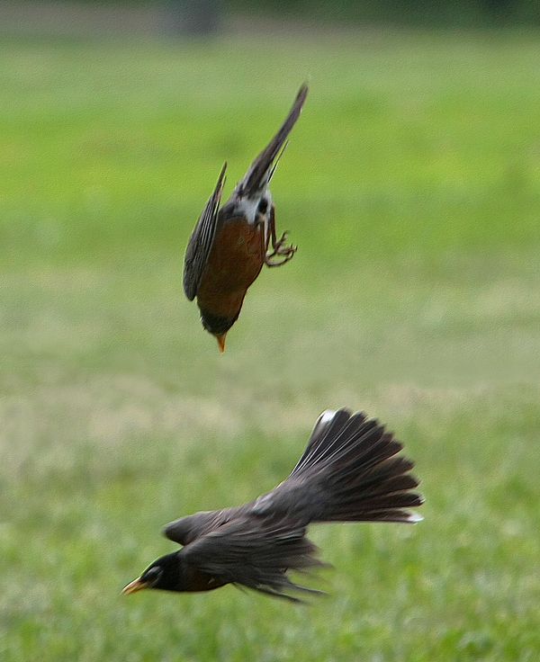robins fighting for territorial mating rights robins fighting for territorial mating rights