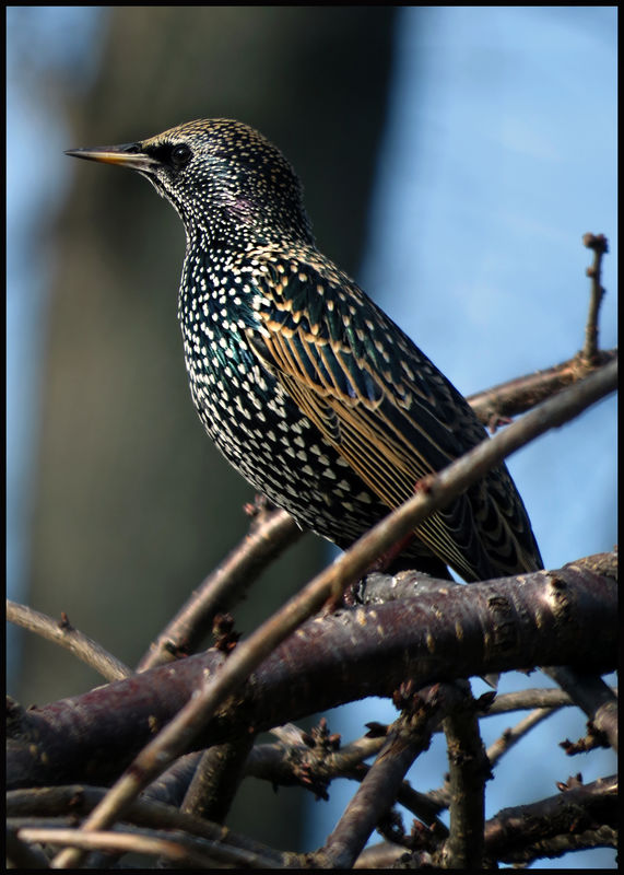 starlings grackles starlings grackles