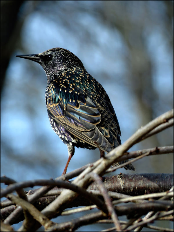starlings grackles starlings grackles