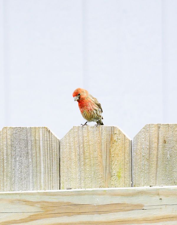 do house finches migrate 28 images goggin photography do house finches migrate 28 images goggin photography