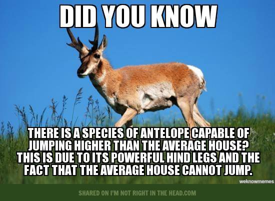 [Image: 402387-antelope.jpg]