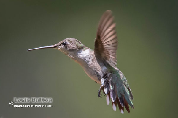 juvenile male ruby throated hummingbird nj juvenile male ruby throated hummingbird nj