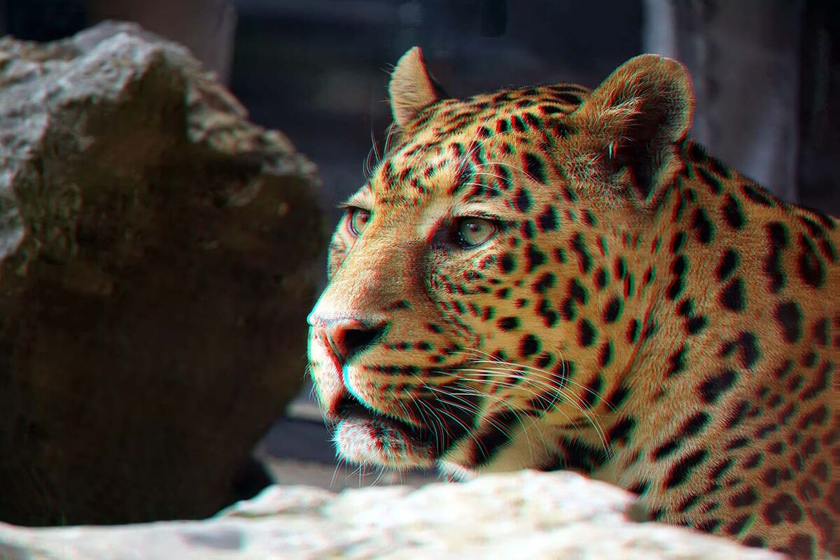 3D Tiger You Will Need A Pair Of Anaglyph Glasses To View In 3D