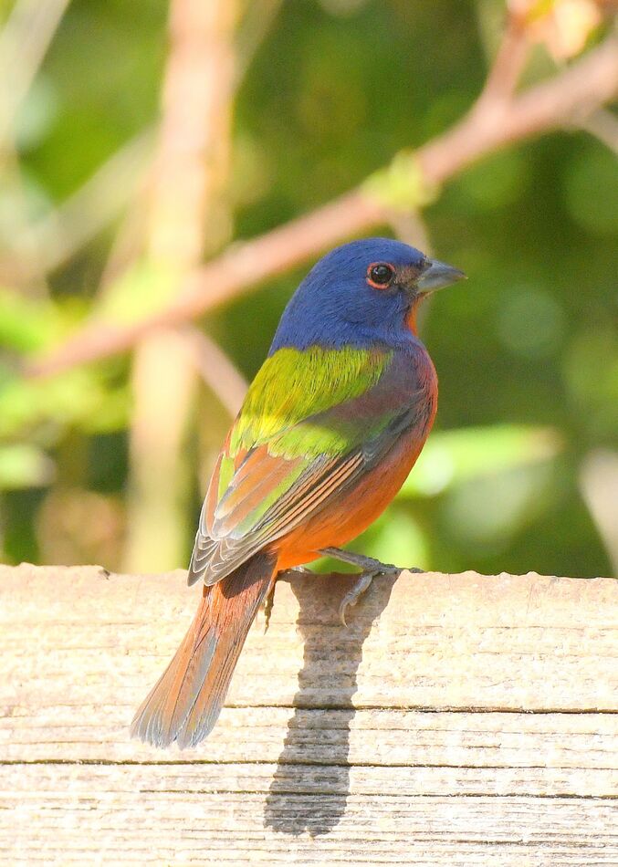 Painted Buntings From A Trip To Black Point Wildlife Drive Merritt