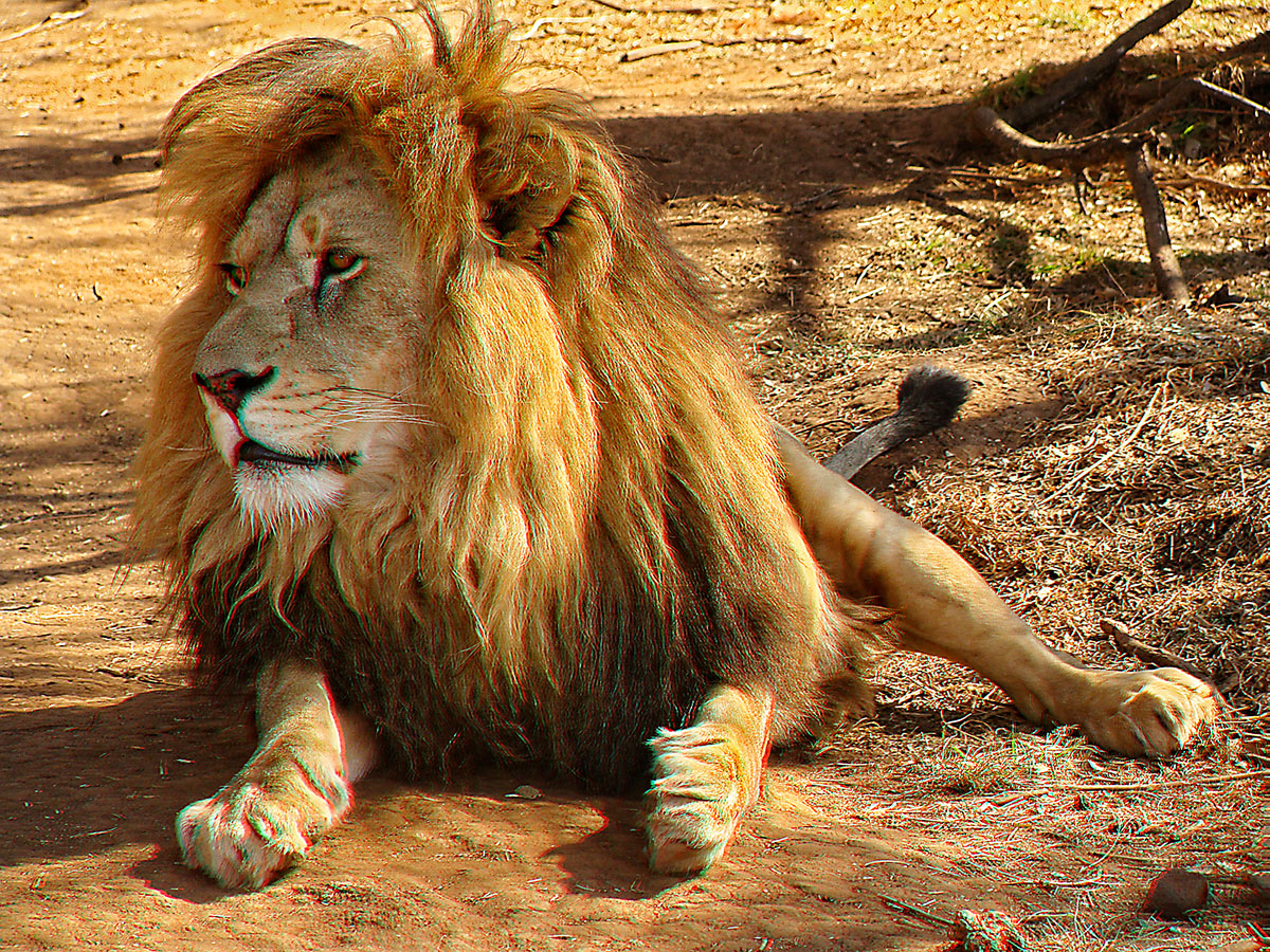 3D Lions Disposition You Will Need A Pair Of Anaglyph Glasses To