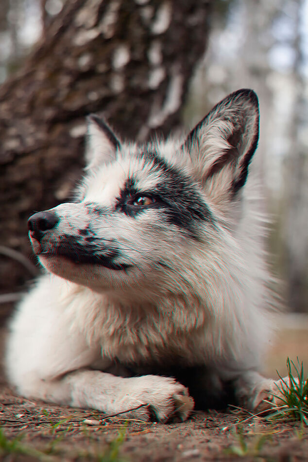 3D A Pretty Fox You Will Need A Pair Of Anaglyph Glasses To View It