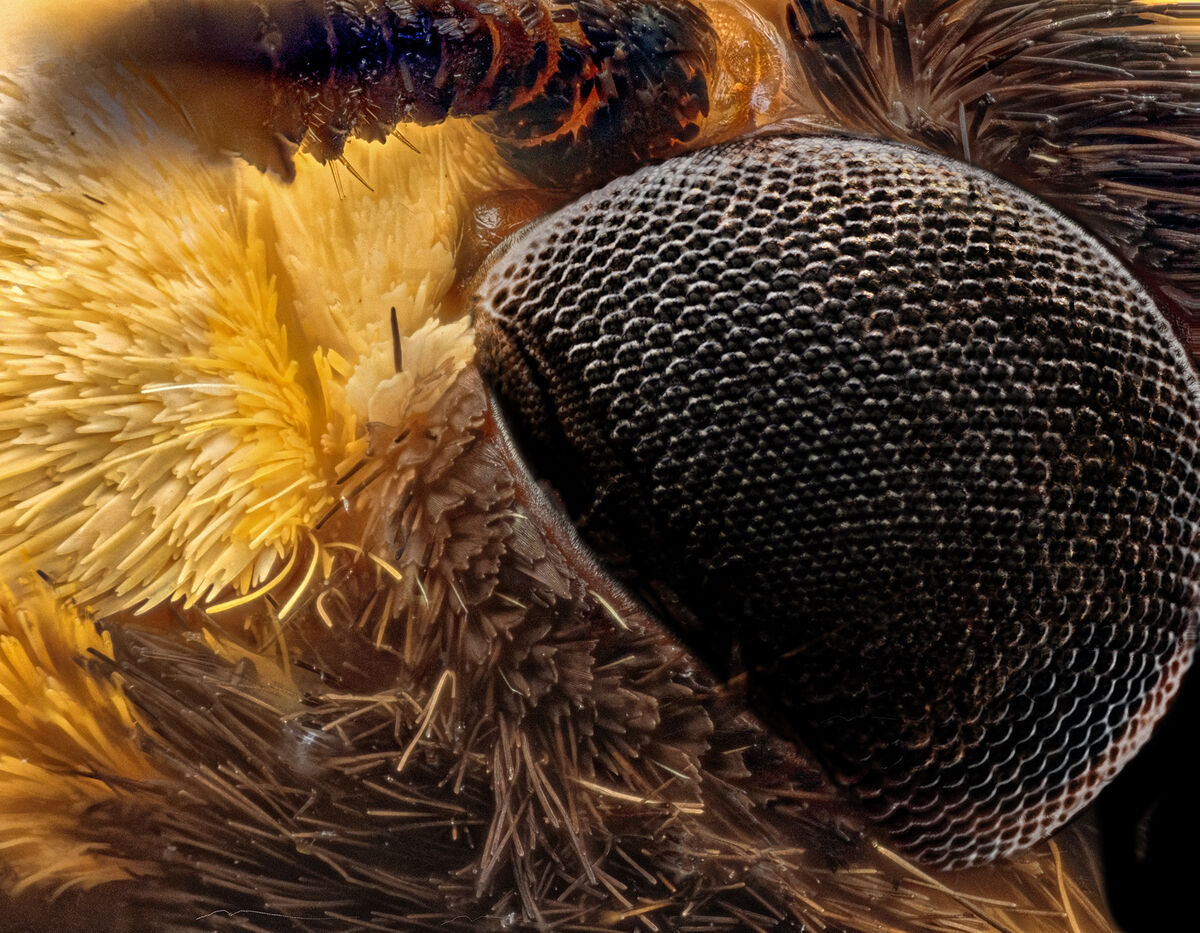 Focused Stacked Image Of A Moth S Eye This Is A Focused Stacked 10X