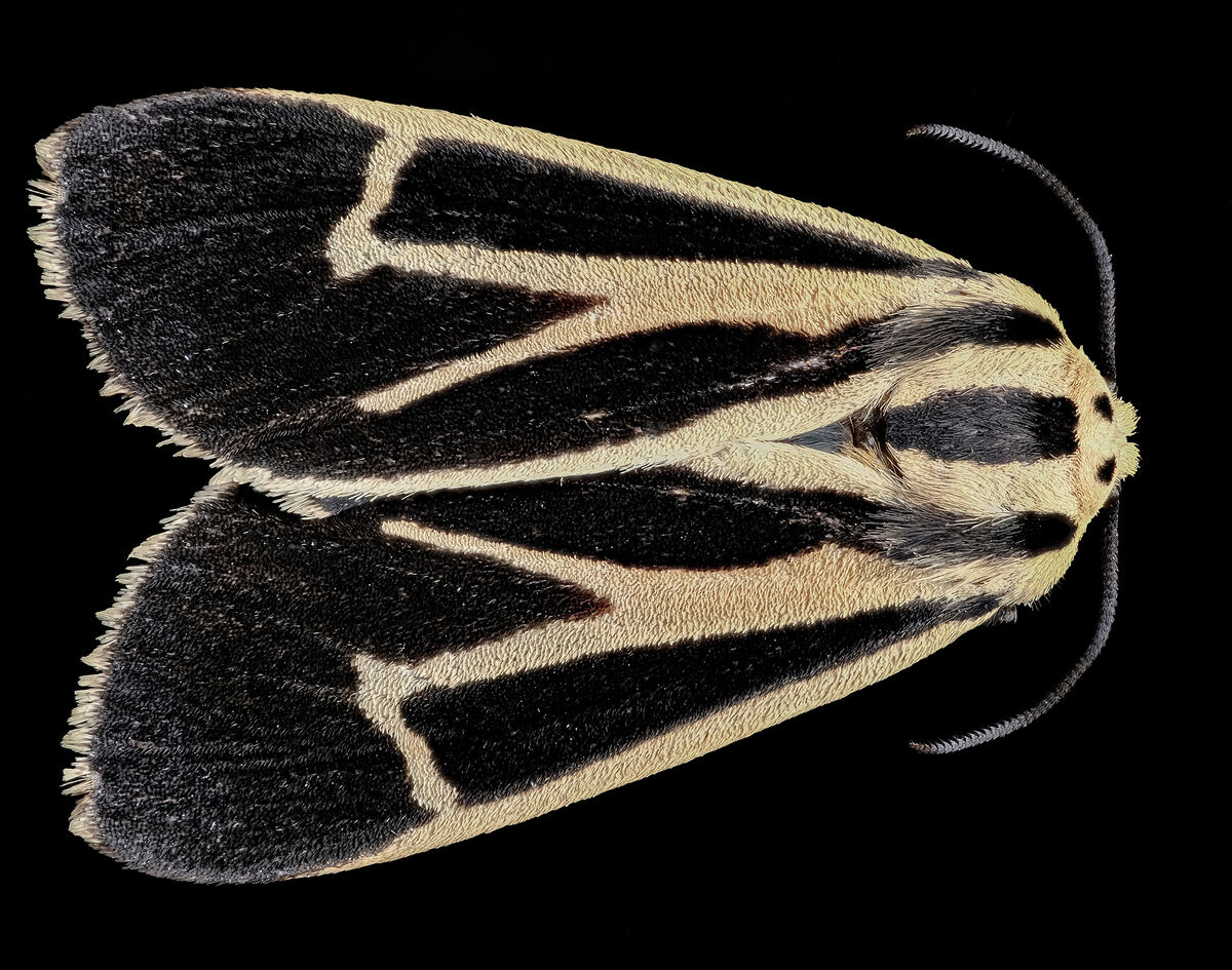 Focused Stacked Image Of A Moth This Is A Focused Stacked Image Of A