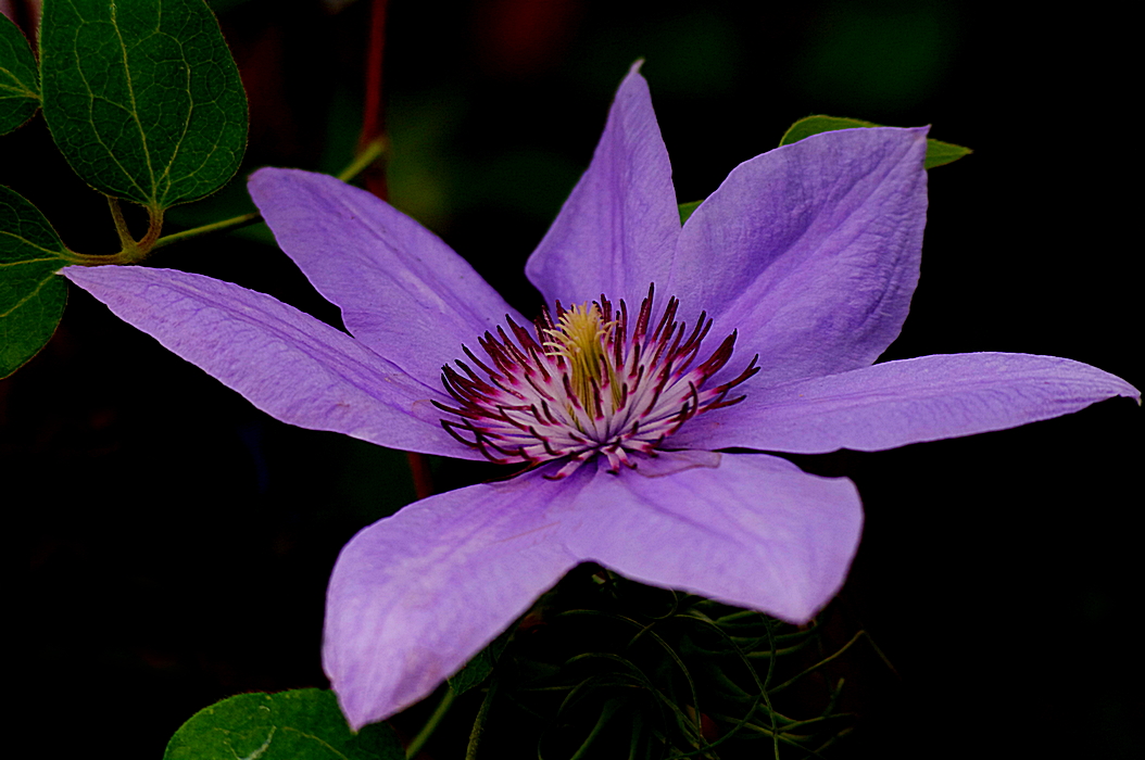 One Very Lovely Clematis Flower Lens SMC Takumar F 70 210mm Lens