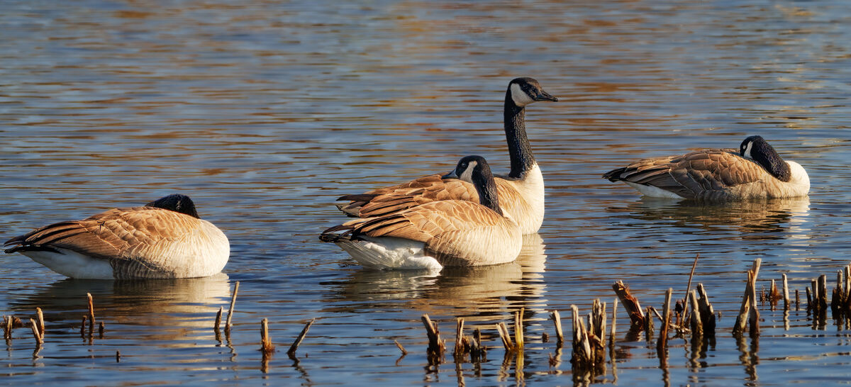 Birds On Our Lake This Is More Of The Work I Did In Preparation For My