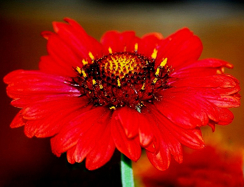 Gaillardia Grandiflora Van Houtte Blanketflower Lens Afnikkor