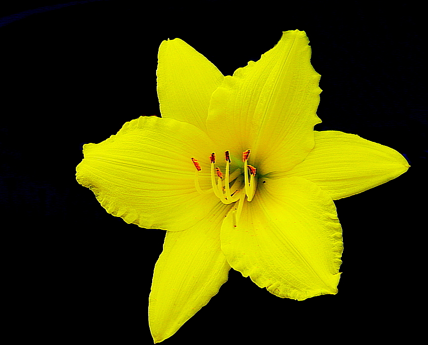 Hemerocallis Minor Mill Dwarf Yellow Day Lily Lens SMC Takumar F