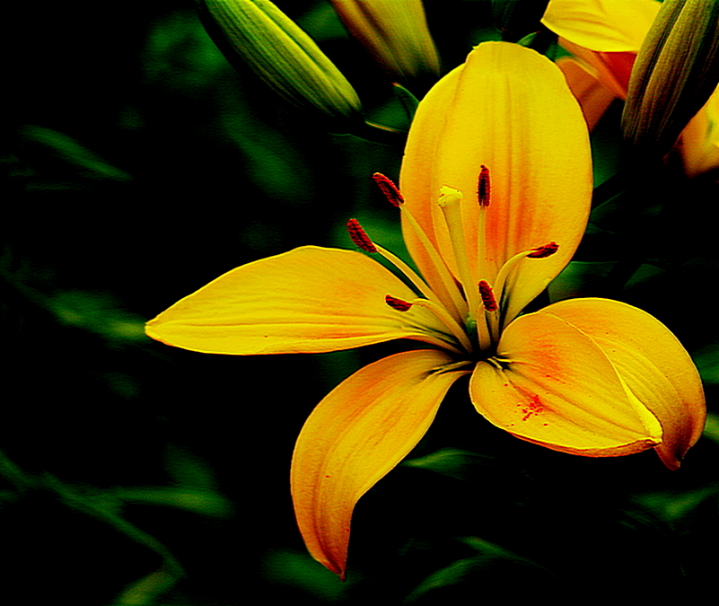 Lilium Bulbiferum L Orange Lily Lens Smc Takumar F Mm