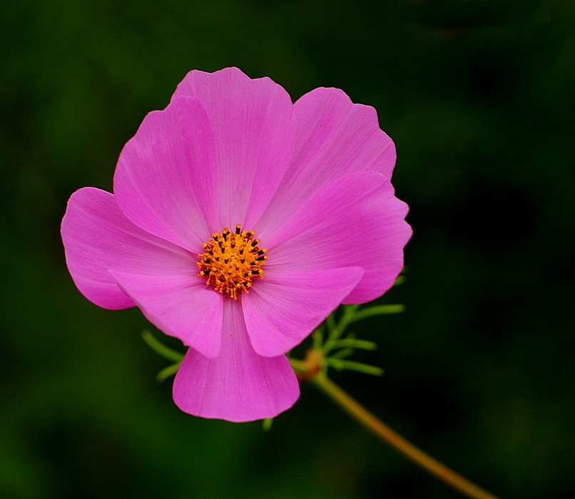 Cosmos Bipinnatus Cav Cosmos Lens Afnikkor Mm Vr Camera