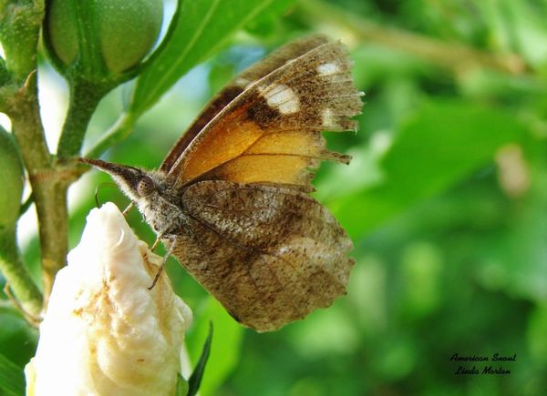 American Snouted Butterfly on Althea Bud...