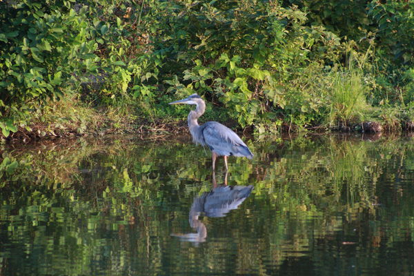 Blue Heron at the Little Mulberry Park...