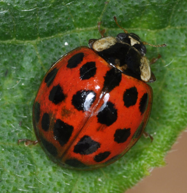 19-Spot Ladybird Beetle...