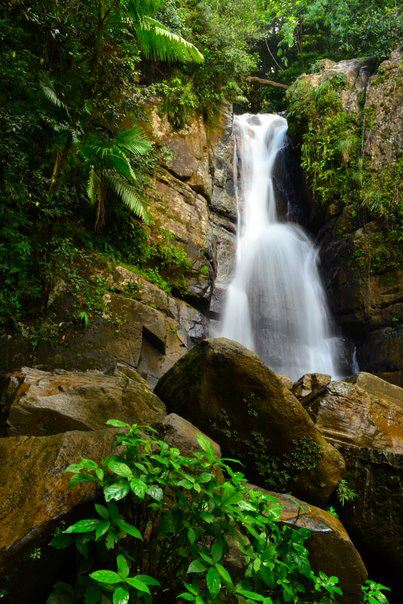 El yunque Rain Forest in Puerto Rico...