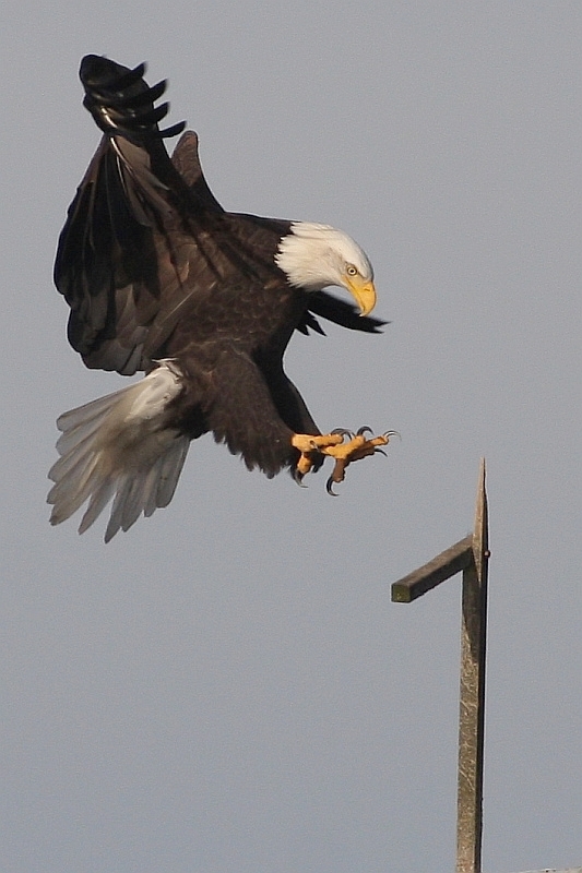 "final approach" - got this eagle coming in for a ...