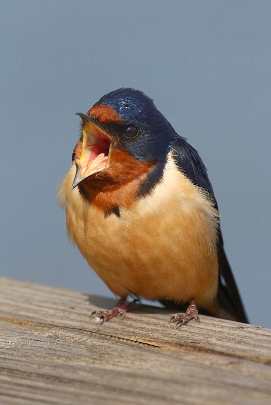 you gonna feed me, or just stand there takin' pict...