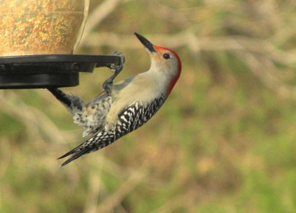 Red bellied woodpecker/Canonsx20...