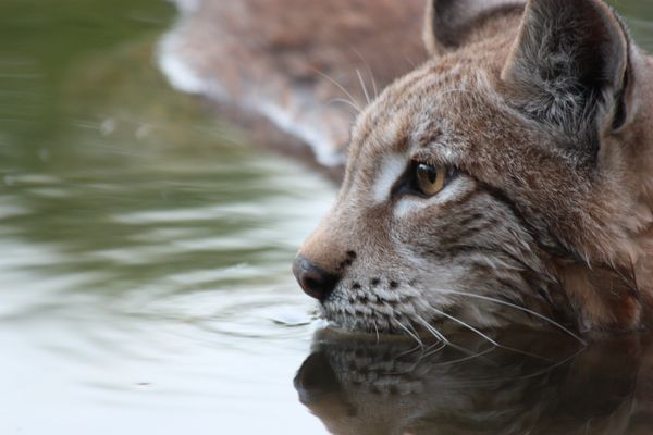 Siberian Lynx in water...