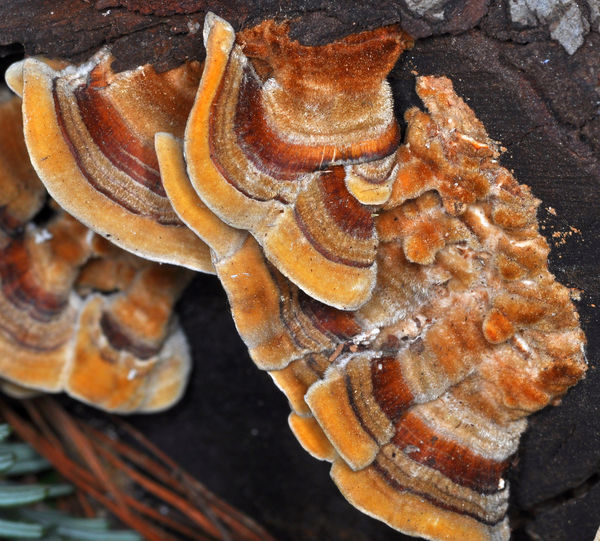 Turkey Tail Shelf Fungus (Trametes versicolor)...