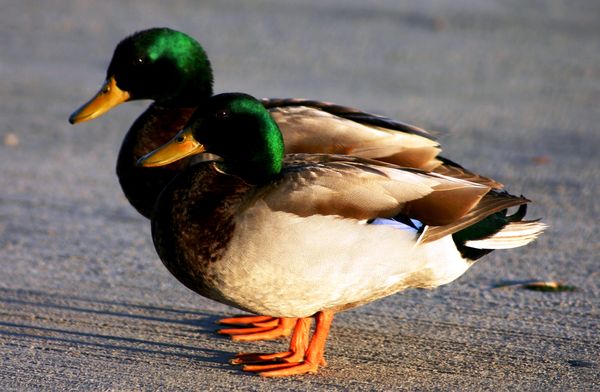ducks crossing the street...