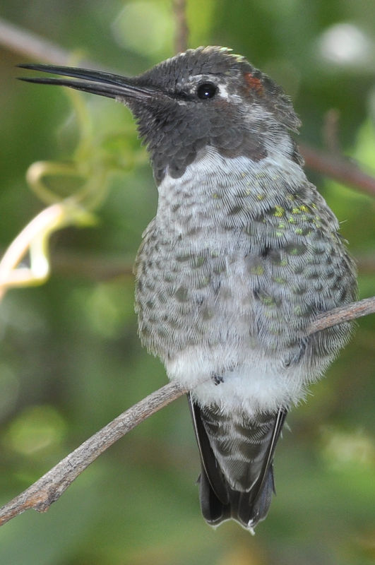 Juvenile Anna's Hummingbird...