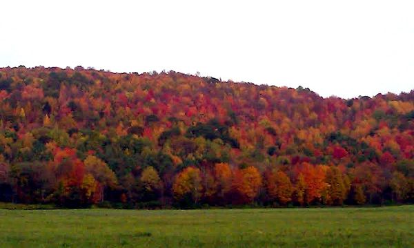 Fall Foliage in the Finger Lakes Region...