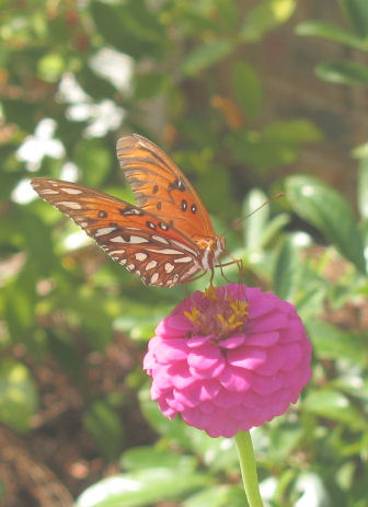 butterfly...