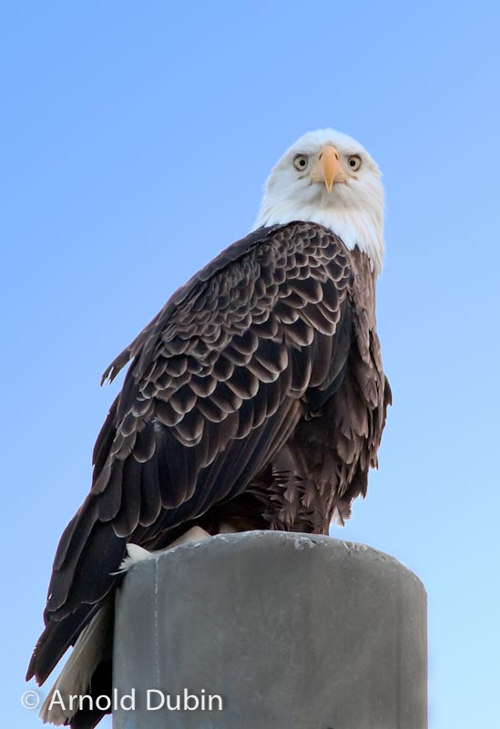 Add a Blue to This Eagle Photo...