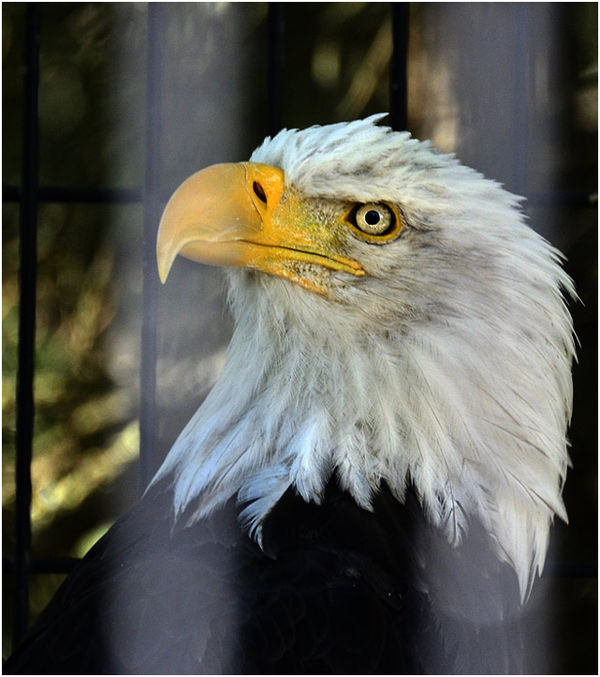 Bald Eagle Anchorage Zoo...