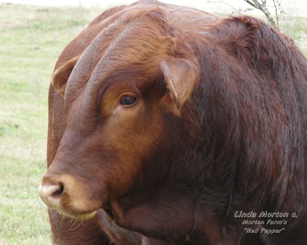 Ned Pepper, our Beefmaster Bull...
