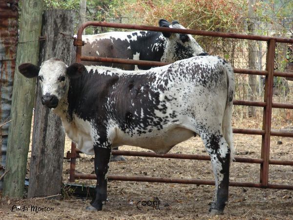Cookie, one of our Beefmaster Heifers.......