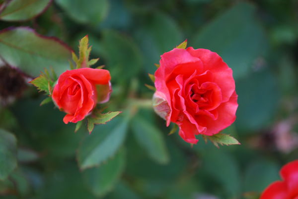 Little Rose Buds...
