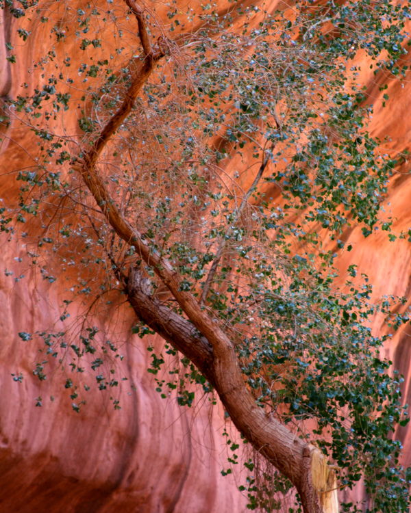 Canyon Tree...