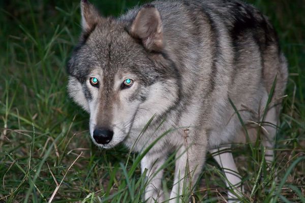 Luna, our only wolf who's eye's light up bright gr...