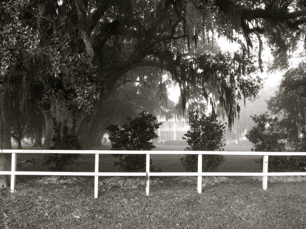 Foggy Plantation Morning...