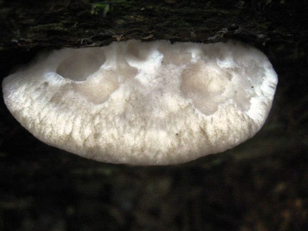 Mushroom on side of log...