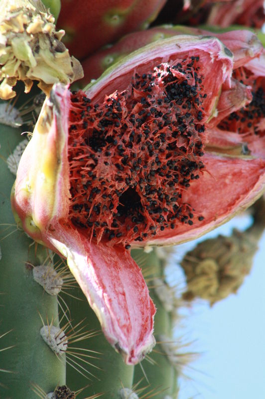Saguaro seeds for bird picking...